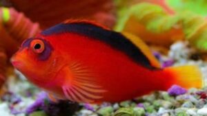 Flame Hawkfish