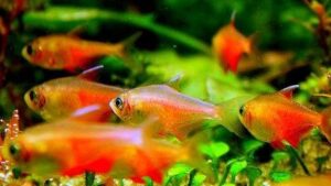 Flame tetra