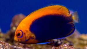 Flameback Angelfish