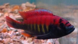 Flameback Cichlid