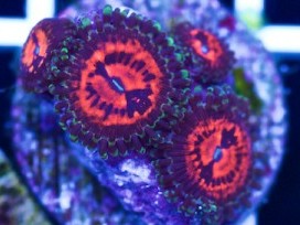 Flaming Brohicans Zoas