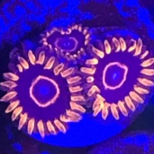 Flaming Hornets Zoas