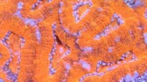 Flaming Oranges Acan