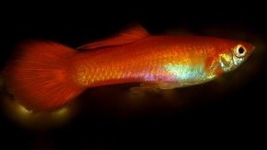 Flamingo Red Guppy