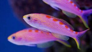 Flavoguttatus Anthias