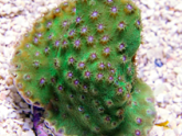 Flowering Aussie Turbinaria