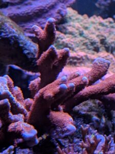 Forest Fire Montipora Digitata
