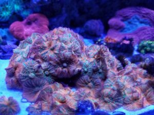 Forest Fire Mushroom