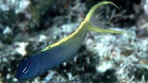 Forktail Blenny