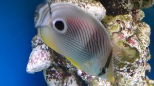 Four Eyed Butterflyfish