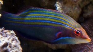 Fourline Wrasse