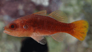 Fowleria Cardinalfish
