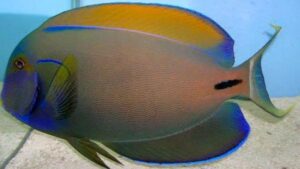 Fowlers Surgeonfish