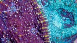 Franken Acan Echinata