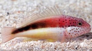 Freckled Hawkfish