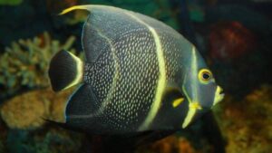 French Angelfish