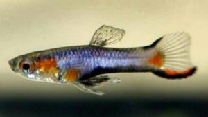 French Blue Star Endler