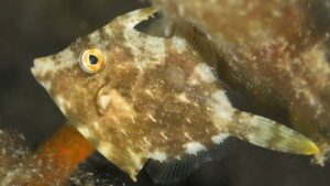Fringed Filefish