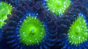 Frozen Apples Zoas