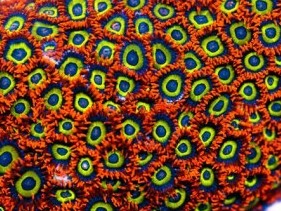 Fruit Loops Zoas