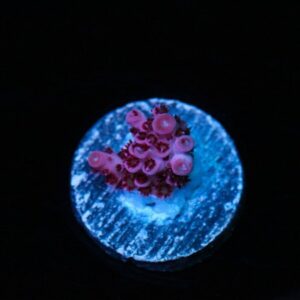 Gabe Ritters Red Planet Acropora