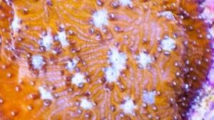 Galactic Inferno Lithophyllon