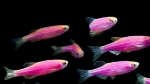 Galactic Purple Danio Glofish