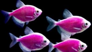 Galactic Purple Tetra Glofish