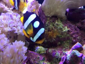 Galaxy Clarkii Clownfish