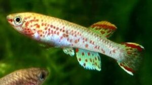 Gardneri Killifish