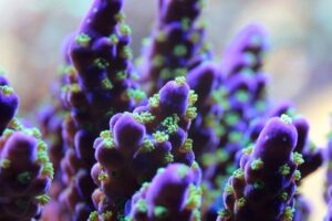 Garf Bonsai Acropora