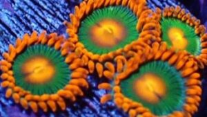 Gatorades Zoas
