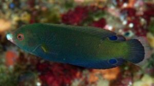 Geographic Wrasse