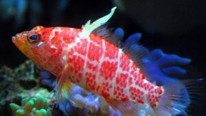 Geometric Pygmy Perchlet