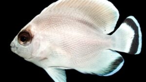 Ghost Bandit Angelfish