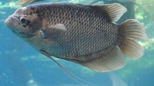 Giant Gourami