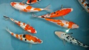 Ginrin Koi Mix