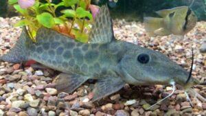 Giraffe Nosed Catfish