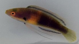 Girdled Fairy Wrasse