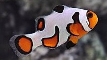 Gladiator Clownfish