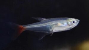 Glass Bloodfin Tetra