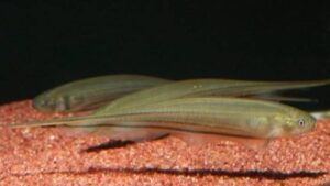 Glass Knifefish