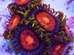 Glitch Zoas