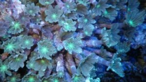 Glove Polyp Clavularia