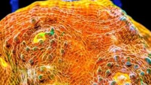 Glowing Embers Chalice