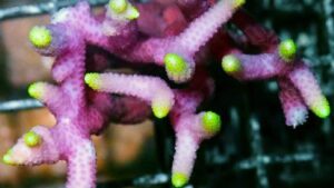 Glowing Fingers Seriatopora