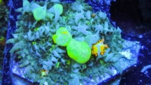 Godspawn Bounce Mushroom