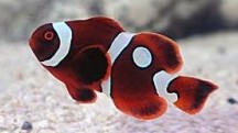 Gold Dot Maroon Clownfish