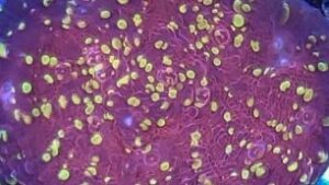 Gold Meister Chalice