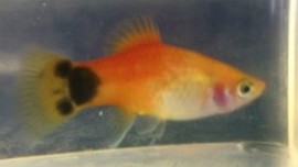 Gold Mickey Mouse Platy